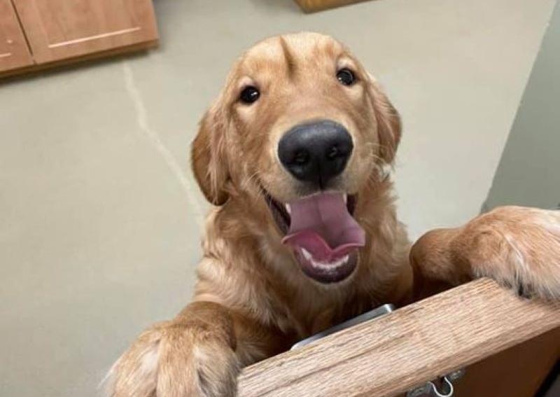 Carousel Slide 1: Boone Dog Veterinarian