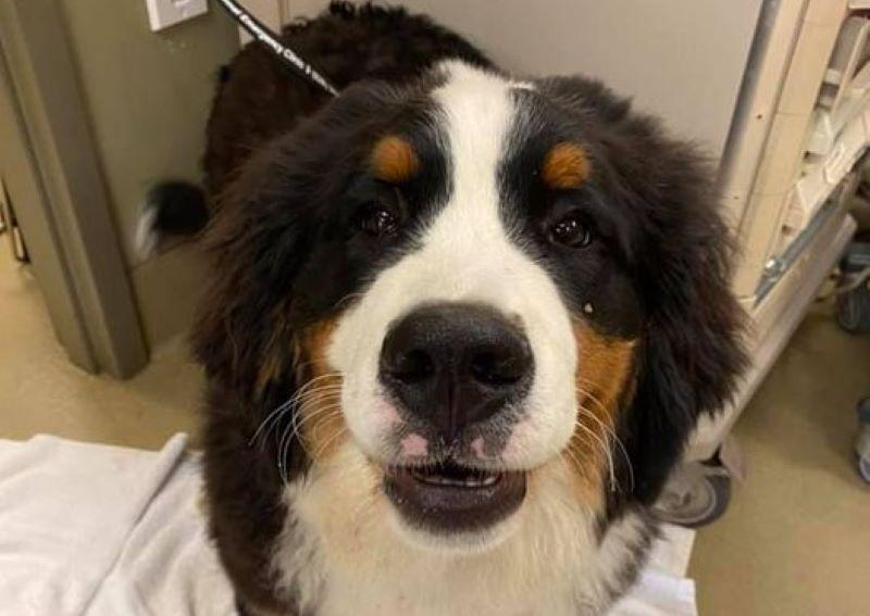 Carousel Slide 12: Boone Dog Veterinarian