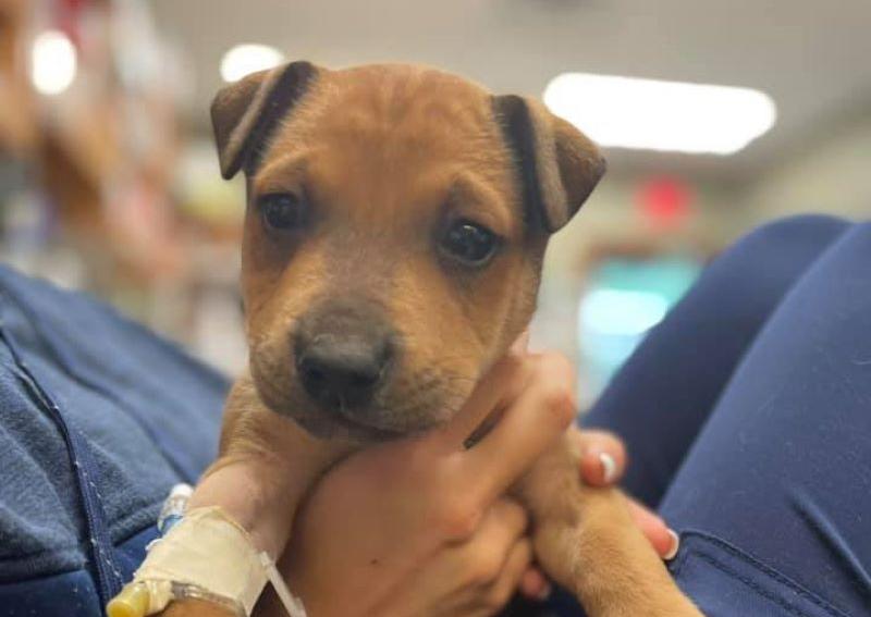 Carousel Slide 14: Boone Puppy Veterinarian